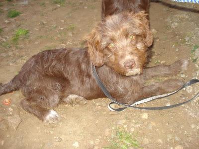 No lo comprendo... dicen que lo tengo todo... pero nadie quiere llevarme consigo.