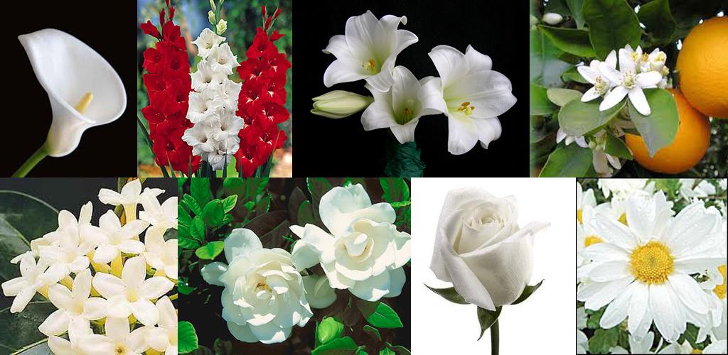 Flores Blancas