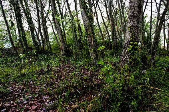 BOSQUE VERDE