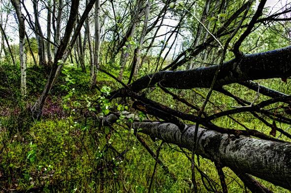 BOSQUE VERDE