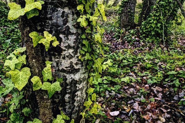 BOSQUE VERDE