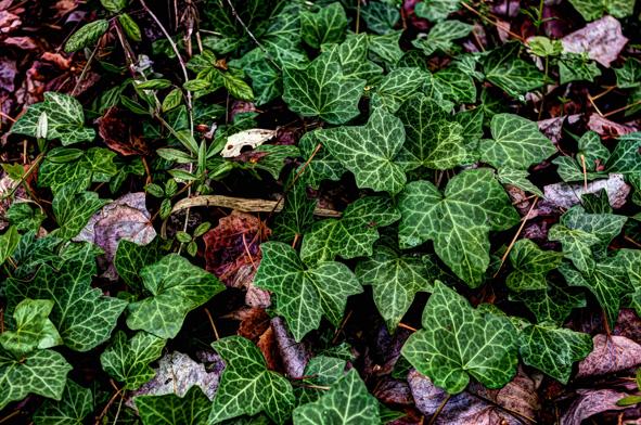 BOSQUE VERDE