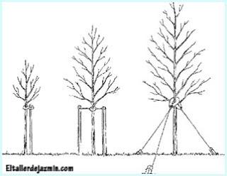 Jardinería: los árboles