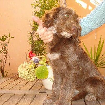 Foto: Una persona muy muy especial , una de esas mujeres que a la que quiero tanto admiro pide ayuda para encontrar una familia que de verdad quiera a Cana ... me ayudas a ayudarla , ¿difundes a Cana? GRACIAS   Os cuento esto a la desesperada. Me llamo Cana. Tú me estás viendo en una foto pero quienes me conocen dicen que soy genial: obediente, muy buena, encantadora… Dicen que soy preciosa, con una mirada que derrito. Dicen que menudos ojos tengo, que desprendo nobleza, que no hay más que verme. Tú sí me estás viendo, aunque sea sólo en unas fotos, ¿qué te parece? Llevan razón ¿no? Para que te hagas una idea mejor tengo, como las artistas, hasta un video:  http://www.youtube.com/watch?v=yGp7rQTf4rk  Soy cachorra, quizá tres meses y medio o cuatro. Eso no te lo puedo asegurar porque cuando nos salvaron de la misma carretera íbamos solitas sin saber a dónde, mi hermana y yo. Soy muy chica para recordar tantas cosas como nos han pasado. Así que no me acuerdo muy bien de mi mami, y de mi papi no sé nada, por lo cual no tengo mucha idea de cuánto creceré; he oído que seré de tamaño semejante a un bretón, pero igual pongo más grande o me quedo más enanilla… ni mi peso ni mis medidas exactas os las puedo prometer. Una buena familia nos salvaron de unas máquinas terribles que dicen que dejan a los perrillos como nosotros machacados en un arcén. Y nos han dado muy rica comida, que nosotras no sabemos buscarla porque somos bebés… también una cama calentita, que la calle mata de frío. Y sobre todo una sensación maravillosa, que se llama cariño, caricias… eso, lo mejor. Así que, al contrario de mi aspecto de mayor, lo que sí prometo es que estoy dispuesta a querer con todas mis perrunillas fuerzas a quien quiera ser mi amigo, mi familia de verdad. Porque me acabo de enterar que estas personas maravillosas no pueden, aunque quieran, tenerme con ellos. Estoy muy preocupada porque he oído que mi hermana inseparable, esa con la que he compartido todo, se va a ir con alguien que la va a querer y cuidar. Nos hubiera encantado poder crecer siguiendo juntas… pero nadie ha dicho ni mú de tenernos a las dos. Imagino que mi hermana hubiese estado igual de triste que yo… pero el caso es que ahora no sé qué va a ser de mí. He oído que cuando pobres perretes abandonados se quedan sin nadie que pueda tenerlos en acogida o adopción terminan en sitios siniestros donde corren muchísimo peligro. Yo estoy sanita, me han puesto vacunas… me han desparasitado por dentro y por fuera, así que no quisiera perder este tesoro de salud. Lo peor de todo es que también sé que si nadie me acoge o me adopta, si no tengo una casa puedo ir a otro lugar donde creceré, esperando esa persona que se fije en mí… y que a veces pasan los meses, o los años y esa persona nunca aparece. ¡Yo no quiero que eso me pase a mi! Soy muy alegre, inocente, curiosa… dicen que cuando se hace una mayor en un pequeño recinto con rejas se termina perdiendo la ilusión de vivir. ¡No quiero que me ocurra! Ayúdame si lo puedes evitar. Yo pido un deseo muy grande, pero que sé que no es imposible, porque otros muchos suertudos lo tienen: una manada de humanos donde querer, jugar, dormir y alegrarme cuando aparezcan y me hablen. Quiero dar saltos de alegría cuando vea la correíta del paseo, ser cómplice de aventuras si hay algún cachorro humano… poner mi cabecita sobre el regazo de mi dios, y notar su mano protectora. No soy de guardar nada, y mucho menos de cazar. Lo que yo quiero es ser de casa. No sé si tú que me lees puedes ser ese ser único al que busco. Quizá quieres, pero, como tantos, no puedes. Pero sí puedes hacer que otros me conozcan. Difúndeme, te lo ruego, háblales de mí. No digas sólo “me gusta”. Aunque os guste mucho a todos eso no me es suficiente. Mientras más personas me vean más oportunidades tendré de conseguir ese sueño. Y además tiene que ser prontito… ¿Me vas a ayudar? ¿En serio? Pues entonces escribe a  Contacto: plataformanala@gmail.com  Estoy en Sevilla, pero me llevan contigo a donde haga falta.