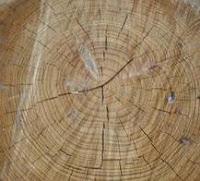 El árbol que sobrevivió  a su crisis.