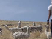 Andes, primero serie cortometrajes sobre vicuña Andes peruanos. Excelente!