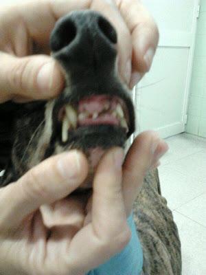 SAETA, GALGA MALTRATADA, RECOGIDA DE LA CARRETERA. (HUELVA)