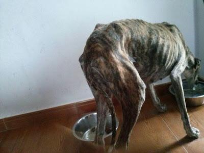 SAETA, GALGA MALTRATADA, RECOGIDA DE LA CARRETERA. (HUELVA)