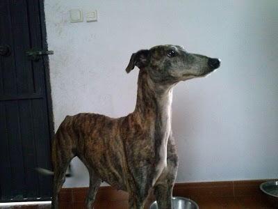 SAETA, GALGA MALTRATADA, RECOGIDA DE LA CARRETERA. (HUELVA)