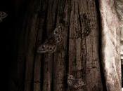 Mamá: Terror factoría Toro