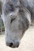 Atrapapalabras: Caraba