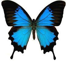 Brownie con graneras de cuétara Editado