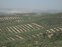 Viaje a los secretos del aceite de oliva