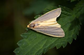 Para ampliar Eilema griseola (Hübner, 1803) hacer clic