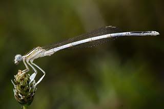 Para ampliar Platycnemis latipes (Patiblanco) hacer clic