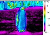 pingüinos usan invierno escudo aire frío