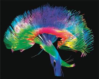 Nuestro cerebro al desnudo. The human connectome project