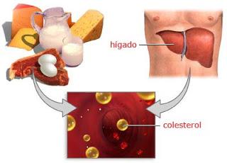 ¿QUE ES COLESTEROL?