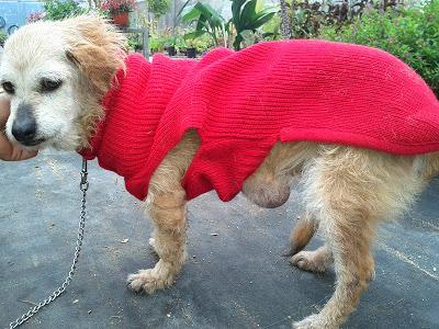 URGENTE!! TIENE 12 o 13 años Y NECESITA UN HOGAR PARA LOS AÑOS QUE LE QUEDEN! (SEVILLA)