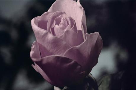 ROSE REVIVAL Y LA BELLEZA DE &OTHER; STORIES, ROSE REVIVAL Y LA BELLEZA DE &OTHER; STORIES,