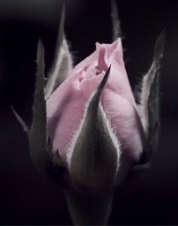 ROSE REVIVAL Y LA BELLEZA DE &OTHER; STORIES,