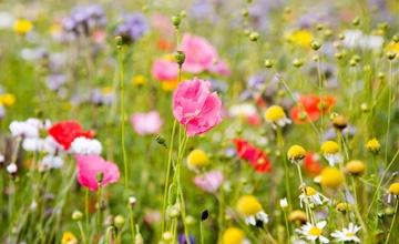 Soñando con la primavera