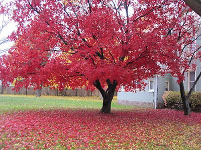 Soñando con la primavera