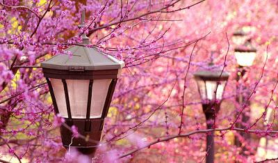 Soñando con la primavera