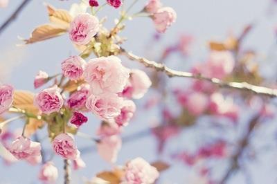 Soñando con la primavera