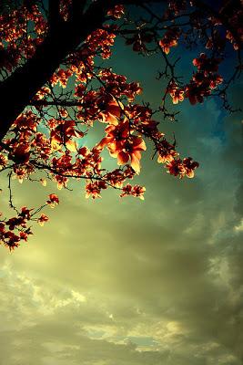 Soñando con la primavera