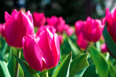 Soñando con la primavera