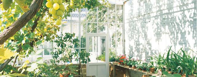 Greenhouse garden