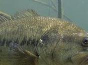 Especies invasoras cambios gusto consumidor