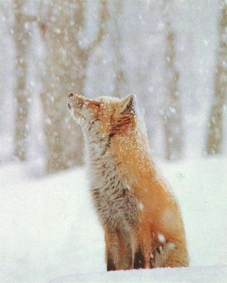 un zorro en la nieve