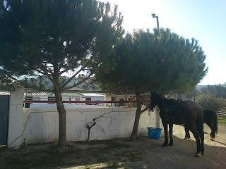 S.HA ESTADO ALLI: CENTRO ECUESTRE SAN MIGUEL