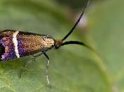 Adela australis (Heydenreich, 1851)