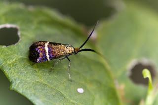 Para ampliar Adela australis (Heydenreich, 1851) hacer clic