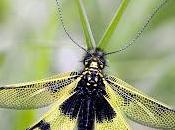 Libelloides longicornis (Linnaeus, 1764)
