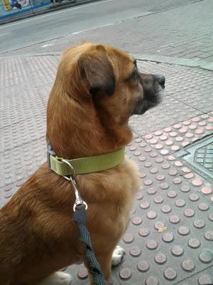 PERRO CON CHIP DE MURCIA ENCONTRADO EN VALLECAS_MADRID ¿LO CONOCES? ESTÁ EN LA PERRERA.