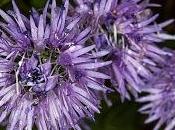 Globularia menor