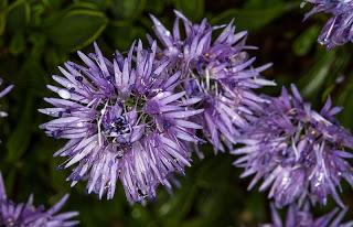 Globularia menor