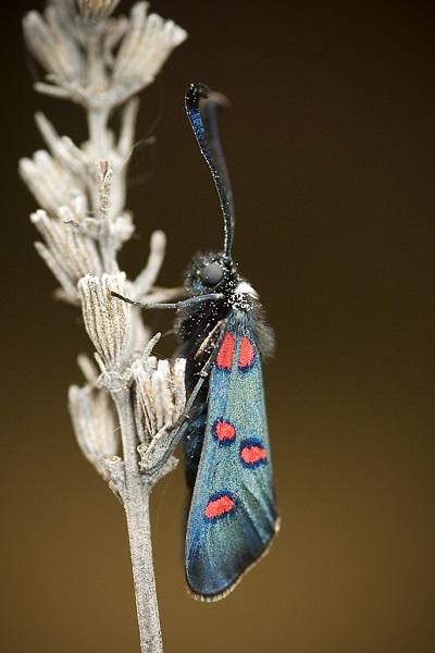 Los Zygaénidos (Lepidoptera) en Aragón