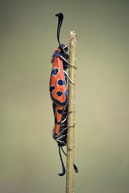 Los Zygaénidos (Lepidoptera) en Aragón