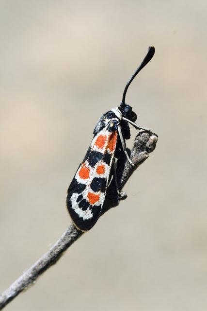 Los Zygaénidos (Lepidoptera) en Aragón