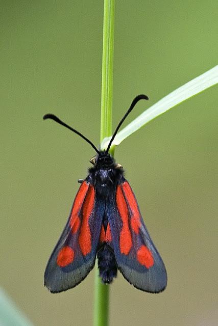 Los Zygaénidos (Lepidoptera) en Aragón