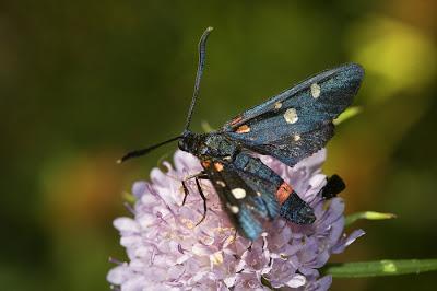Los Zygaénidos (Lepidoptera) en Aragón