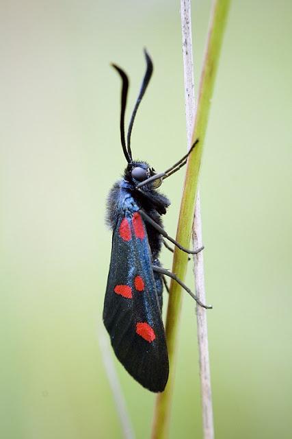 Los Zygaénidos (Lepidoptera) en Aragón