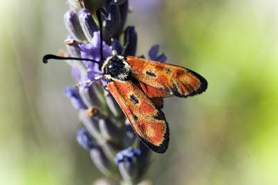 Los Zygaénidos (Lepidoptera) en Aragón