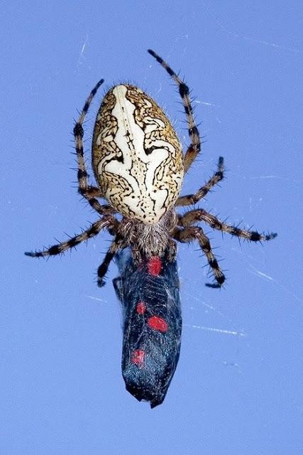 Los Zygaénidos (Lepidoptera) en Aragón