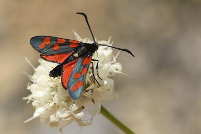 Los Zygaénidos (Lepidoptera) en Aragón